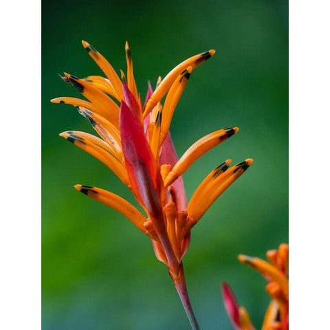 Fiji-Vanua Levu False Bird Of Paradise Flower (Heliconia psittacorum) Gold Ornate Wood Framed Art Print with Double Matting by Merrill Images