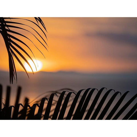 Fiji-Vanua Levu Palm fronds silhouetted in sunset over the ocean Black Modern Wood Framed Art Print by Merrill Images