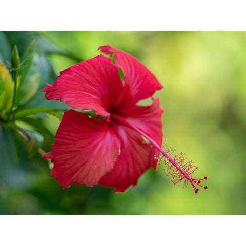 Fiji-Taveuni Island Close-up of Hibiscus flower Gold Ornate Wood Framed Art Print with Double Matting by Merrill Images