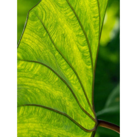 Fiji-Taveuni Island Back-lit close-up of a green leaf showing veins Gold Ornate Wood Framed Art Print with Double Matting by Merrill Images