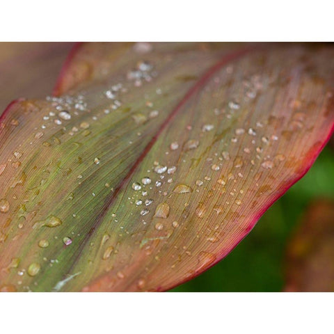 Fiji-Taveuni Island Water droplets on a red and green leaf Black Modern Wood Framed Art Print by Merrill Images