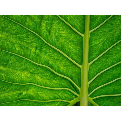 Fiji-Taveuni Island Back-lit close-up of a green leaf showing veins Black Modern Wood Framed Art Print with Double Matting by Merrill Images