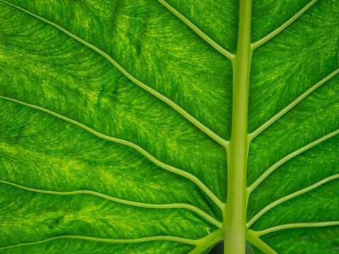 Fiji-Taveuni Island Back-lit close-up of a green leaf showing veins White Modern Wood Framed Art Print with Double Matting by Merrill Images