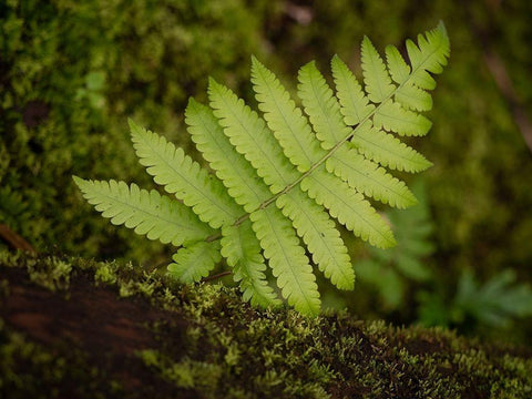 Fiji-Taveuni Island Small fern on a moss-covered log White Modern Wood Framed Art Print with Double Matting by Merrill Images