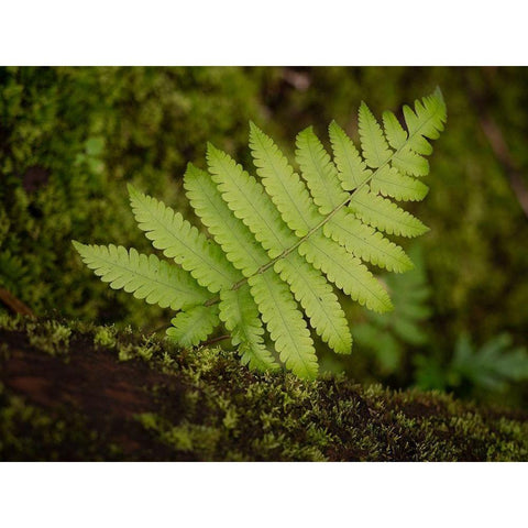 Fiji-Taveuni Island Small fern on a moss-covered log Black Modern Wood Framed Art Print by Merrill Images