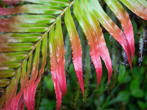 Fiji-Taveuni Island Close-up of a red-tipped Fern White Modern Wood Framed Art Print with Double Matting by Merrill Images