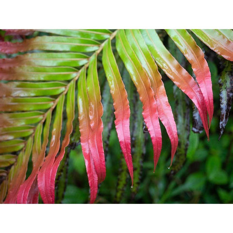 Fiji-Taveuni Island Close-up of a red-tipped Fern Black Modern Wood Framed Art Print by Merrill Images