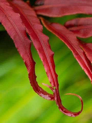 Fiji-Taveuni Island Close-up of a red-tipped Fern Black Ornate Wood Framed Art Print with Double Matting by Merrill Images