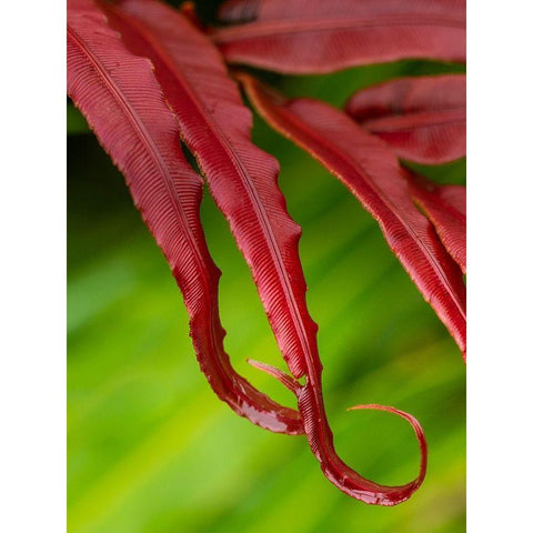Fiji-Taveuni Island Close-up of a red-tipped Fern Gold Ornate Wood Framed Art Print with Double Matting by Merrill Images
