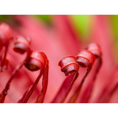 Fiji-Taveuni Island Close-up of a red-tipped Fern Black Modern Wood Framed Art Print by Merrill Images