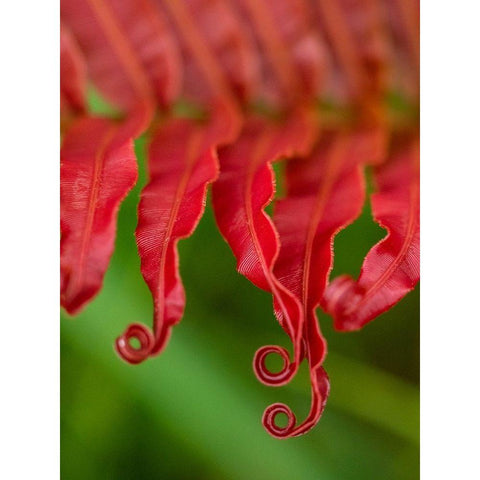 Fiji-Taveuni Island Close-up of a red-tipped Fern Black Modern Wood Framed Art Print by Merrill Images