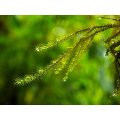 Fiji-Taveuni Island Close-up of a small fern with water drops Black Modern Wood Framed Art Print with Double Matting by Merrill Images