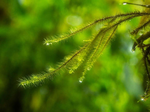 Fiji-Taveuni Island Close-up of a small fern with water drops Black Ornate Wood Framed Art Print with Double Matting by Merrill Images