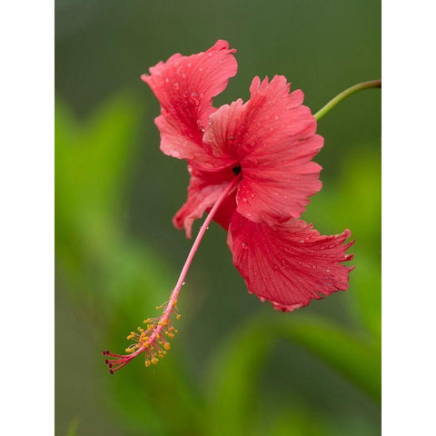 Fiji-Taveuni Island Close-up of hibiscus flower Black Modern Wood Framed Art Print by Merrill Images