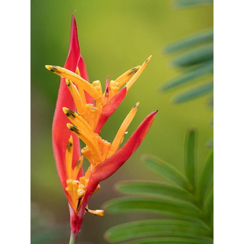 Fiji-Taveuni Island False Bird Of Paradise Flower (Heliconia psittacorum) White Modern Wood Framed Art Print by Merrill Images