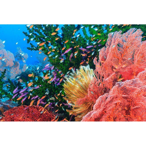 Purple Fairy and Orange Anthias Basslets (Pseudanthias sp)-Viti Levu-Fiji-South Pacific Black Modern Wood Framed Art Print by Westmorland, Stuart