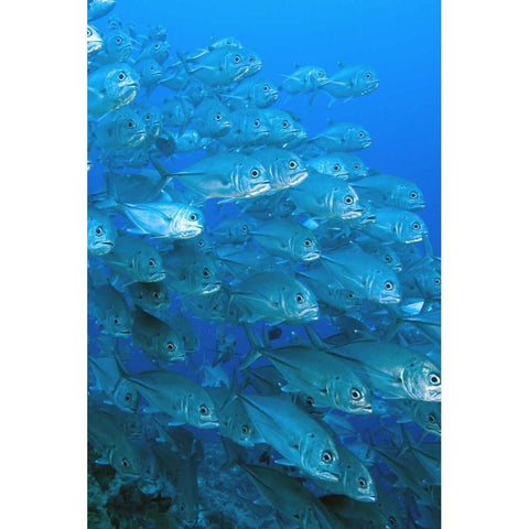 Solomon Islands, Meri Island Giant trevally fish Gold Ornate Wood Framed Art Print with Double Matting by Shimlock, Jones
