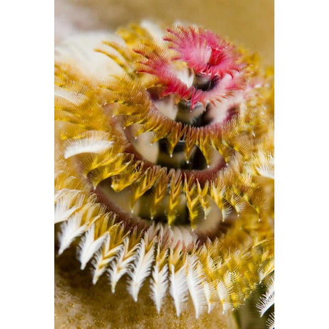 Solomon Islands Christmas tree worm Black Modern Wood Framed Art Print by Shimlock, Jones