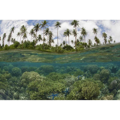 Solomon Islands Reef and island palm trees Black Modern Wood Framed Art Print by Shimlock, Jones
