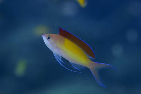 Solomon Islands A displaying male redfin anthias White Modern Wood Framed Art Print with Double Matting by Shimlock, Jones