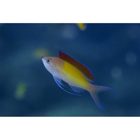 Solomon Islands A displaying male redfin anthias Gold Ornate Wood Framed Art Print with Double Matting by Shimlock, Jones