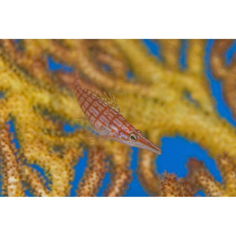 Solomon Islands A hawkfish swims above a sea fan Black Modern Wood Framed Art Print by Shimlock, Jones