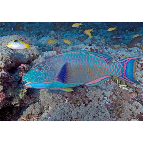 Solomon Is, Meri Island Adult bicolor parrotfish White Modern Wood Framed Art Print by Shimlock, Jones