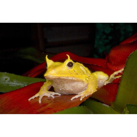 Solomon Islands Solomon Island leaf frog Gold Ornate Wood Framed Art Print with Double Matting by Zuckerman, Jim