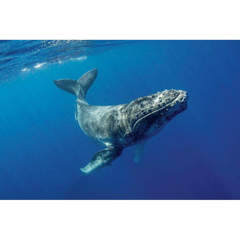 South Pacific-Tonga Humpback calf close-up  Black Modern Wood Framed Art Print with Double Matting by Jaynes Gallery