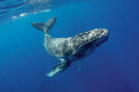 South Pacific-Tonga Humpback calf close-up  Black Ornate Wood Framed Art Print with Double Matting by Jaynes Gallery