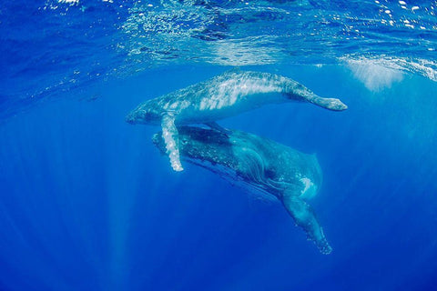 South Pacific-Tonga Humpback whale mother and calf close-up  White Modern Wood Framed Art Print with Double Matting by Jaynes Gallery