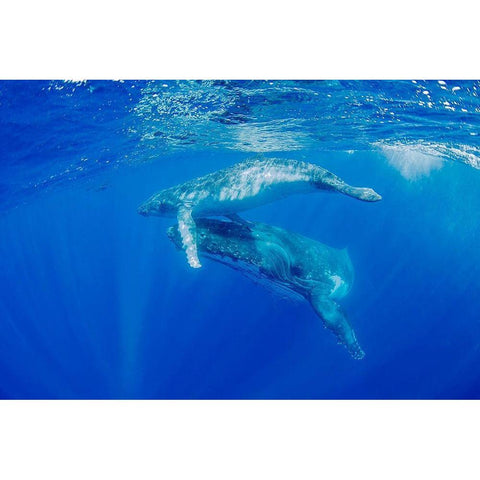 South Pacific-Tonga Humpback whale mother and calf close-up  Black Modern Wood Framed Art Print by Jaynes Gallery