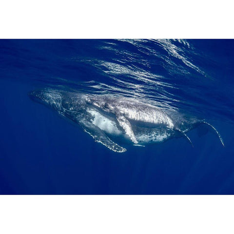 South Pacific-Tonga Humpback whale mother and calf close-up  Gold Ornate Wood Framed Art Print with Double Matting by Jaynes Gallery