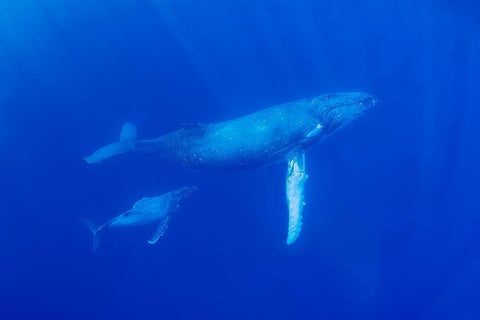 South Pacific-Tonga Humpback whale mother and calf close-up  White Modern Wood Framed Art Print with Double Matting by Jaynes Gallery