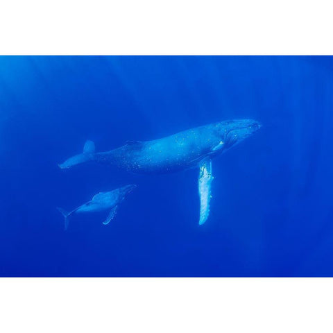 South Pacific-Tonga Humpback whale mother and calf close-up  Black Modern Wood Framed Art Print by Jaynes Gallery