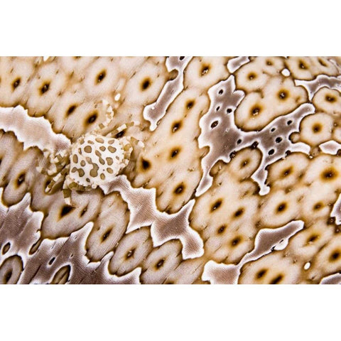 Papua New Guinea, Crab on a sea cucumber Black Modern Wood Framed Art Print by Shimlock, Jones