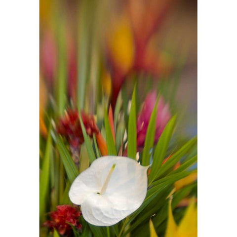 French Polynesia Tropical flower arrangement Black Modern Wood Framed Art Print by Kaveney, Wendy