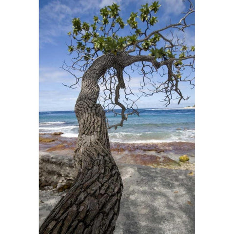 French Polynesia, Rangiroa Tree over the beach White Modern Wood Framed Art Print by Kaveney, Wendy