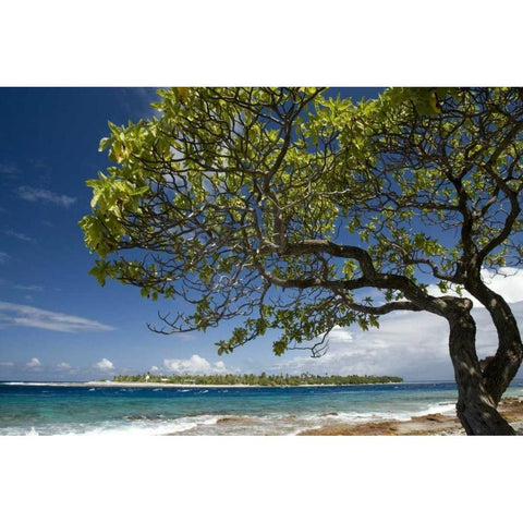 French Polynesia, Rangiroa Tree on the shore Black Modern Wood Framed Art Print by Kaveney, Wendy