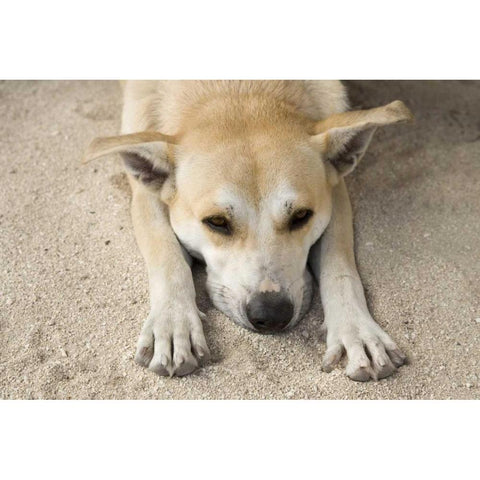 French Polynesia, Bora Bora A stray dog rests Black Modern Wood Framed Art Print by Kaveney, Wendy