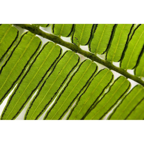 French Polynesia, Society Islands, Moorea Fern White Modern Wood Framed Art Print by Kaveney, Wendy