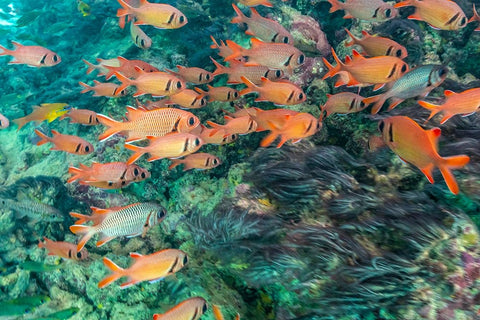 French Polynesia- Moorea. School of soldierfish and coral. Black Ornate Wood Framed Art Print with Double Matting by Jaynes Gallery