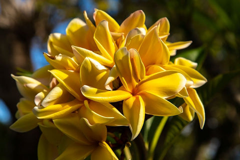 French Polynesia- Tahaa. Close-up of yellow plumeria blossoms. Black Ornate Wood Framed Art Print with Double Matting by Jaynes Gallery