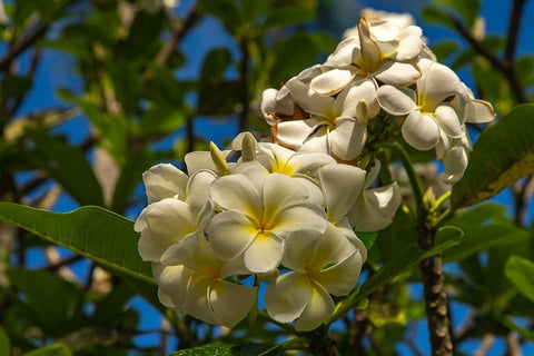 French Polynesia- Tahaa. Close-up of white plumeria blossoms. Black Ornate Wood Framed Art Print with Double Matting by Jaynes Gallery