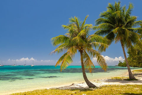 French Polynesia- Moorea. Landscape with moored boats and shore. Black Ornate Wood Framed Art Print with Double Matting by Jaynes Gallery