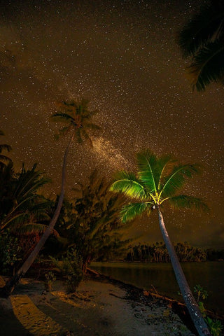 French Polynesia- Tahaa. Palm trees and night sky with Milky Way. Black Ornate Wood Framed Art Print with Double Matting by Jaynes Gallery