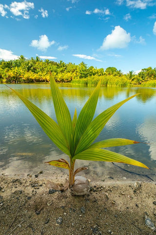 French Polynesia- Tahaa. Tropical jungle reflects in lagoon. Black Ornate Wood Framed Art Print with Double Matting by Jaynes Gallery