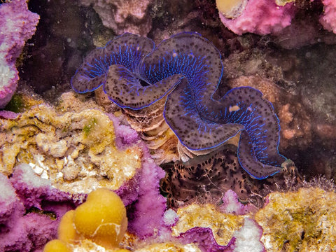 French Polynesia- Tahaa. Giant clam and coral underwater. Black Ornate Wood Framed Art Print with Double Matting by Jaynes Gallery