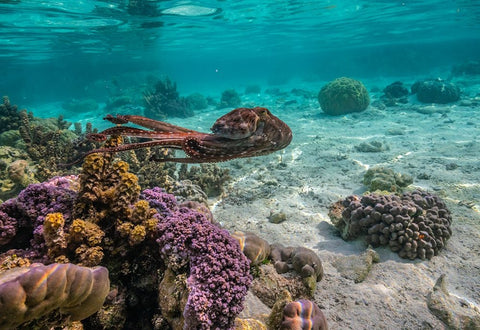 French Polynesia- Tahaa. Close-up of octopus moving. White Modern Wood Framed Art Print with Double Matting by Jaynes Gallery
