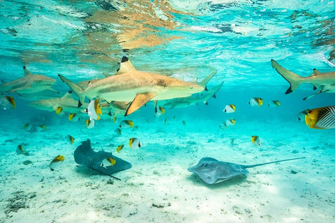 French Polynesia- Bora Bora. Black-tip reef sharks and stingrays. Black Ornate Wood Framed Art Print with Double Matting by Jaynes Gallery